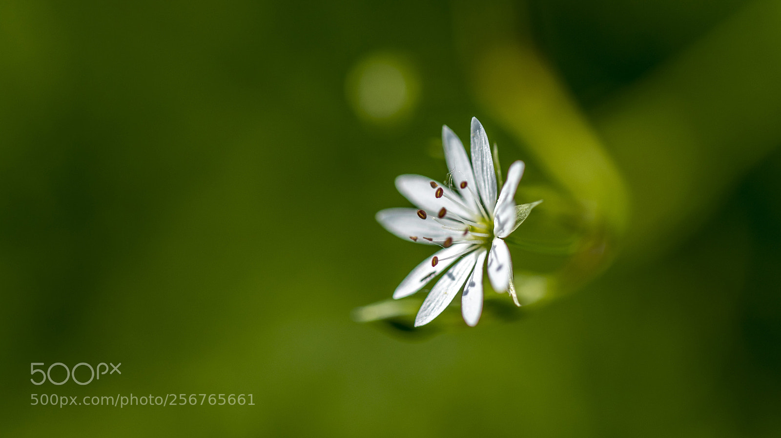 Canon EOS 7D Mark II sample photo. Tenderness photography