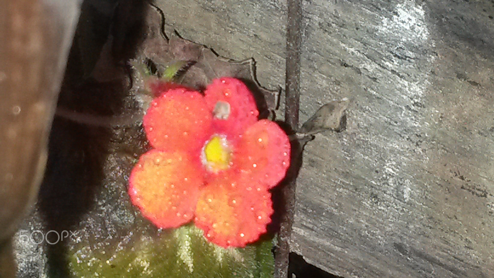 Samsung Galaxy S4 Active sample photo. Spring flower in jamaica photography