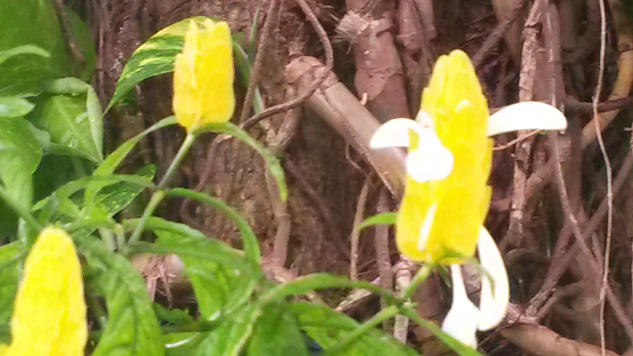 Samsung Galaxy S4 Active sample photo. 6.jpg photography