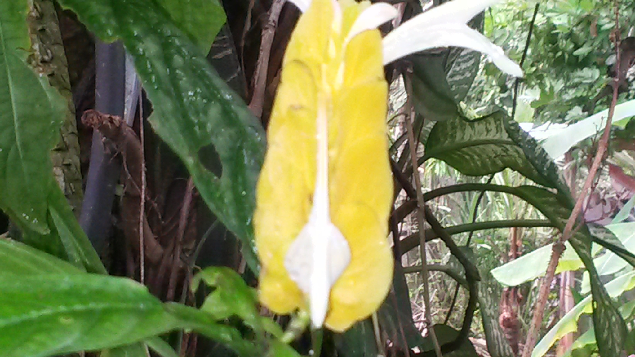 Samsung Galaxy S4 Active sample photo. 7.jpg photography