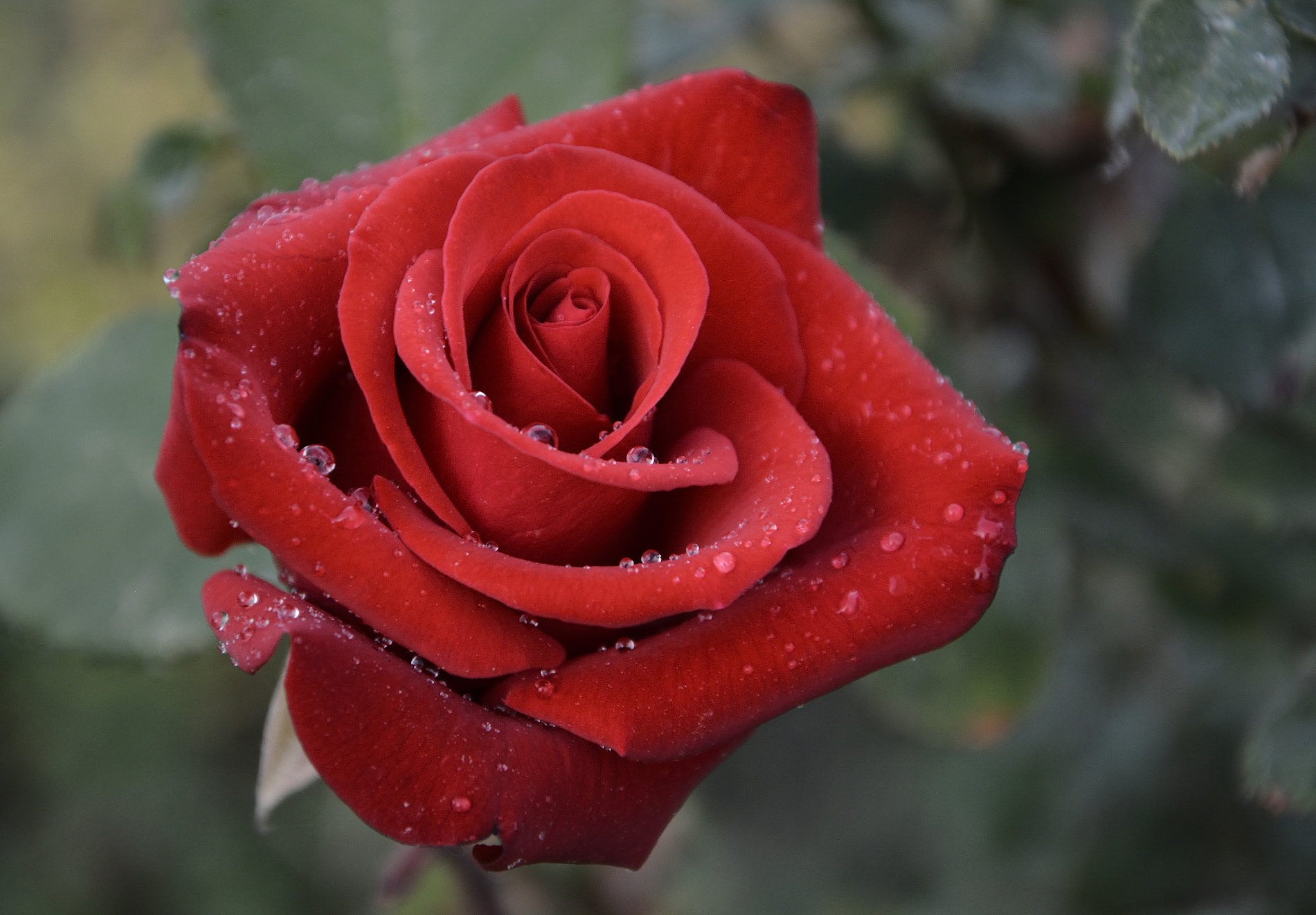 Nikon D5200 sample photo. When the roses weep photography