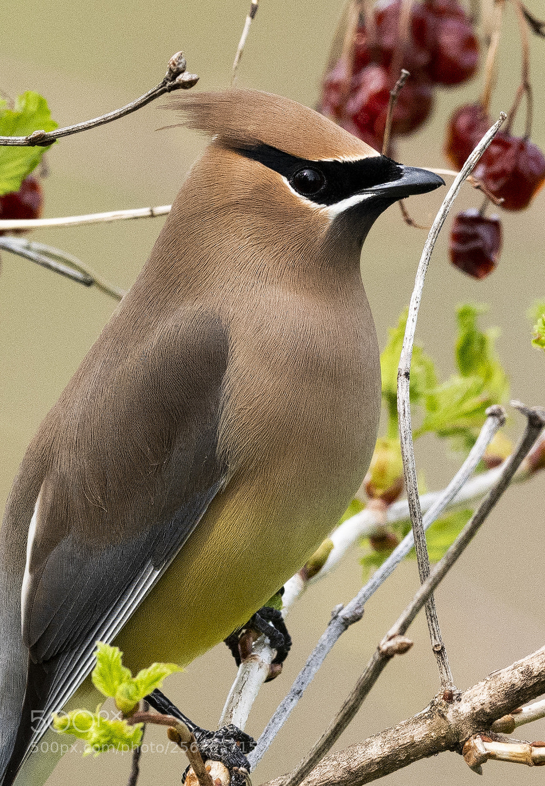 Nikon D850 sample photo. Cedar waxwing photography