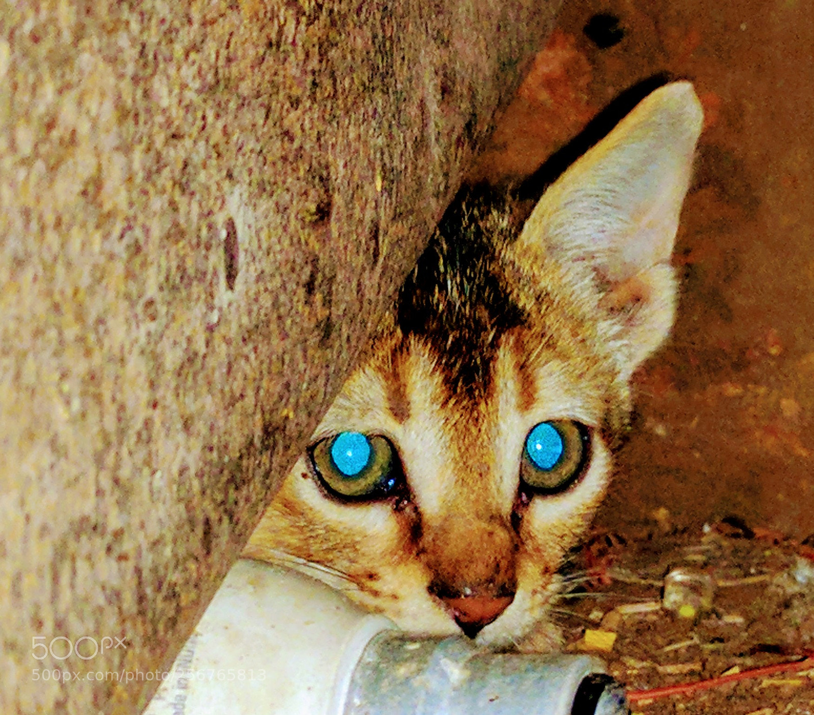 LG Nexus 5X sample photo. Untitled photography