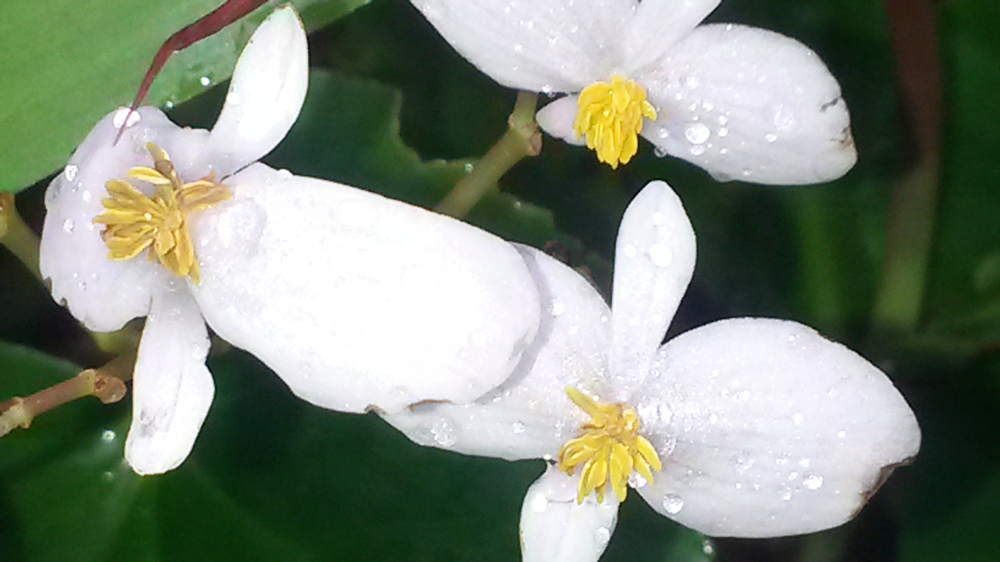 Samsung Galaxy S4 Active sample photo. 8.jpg photography