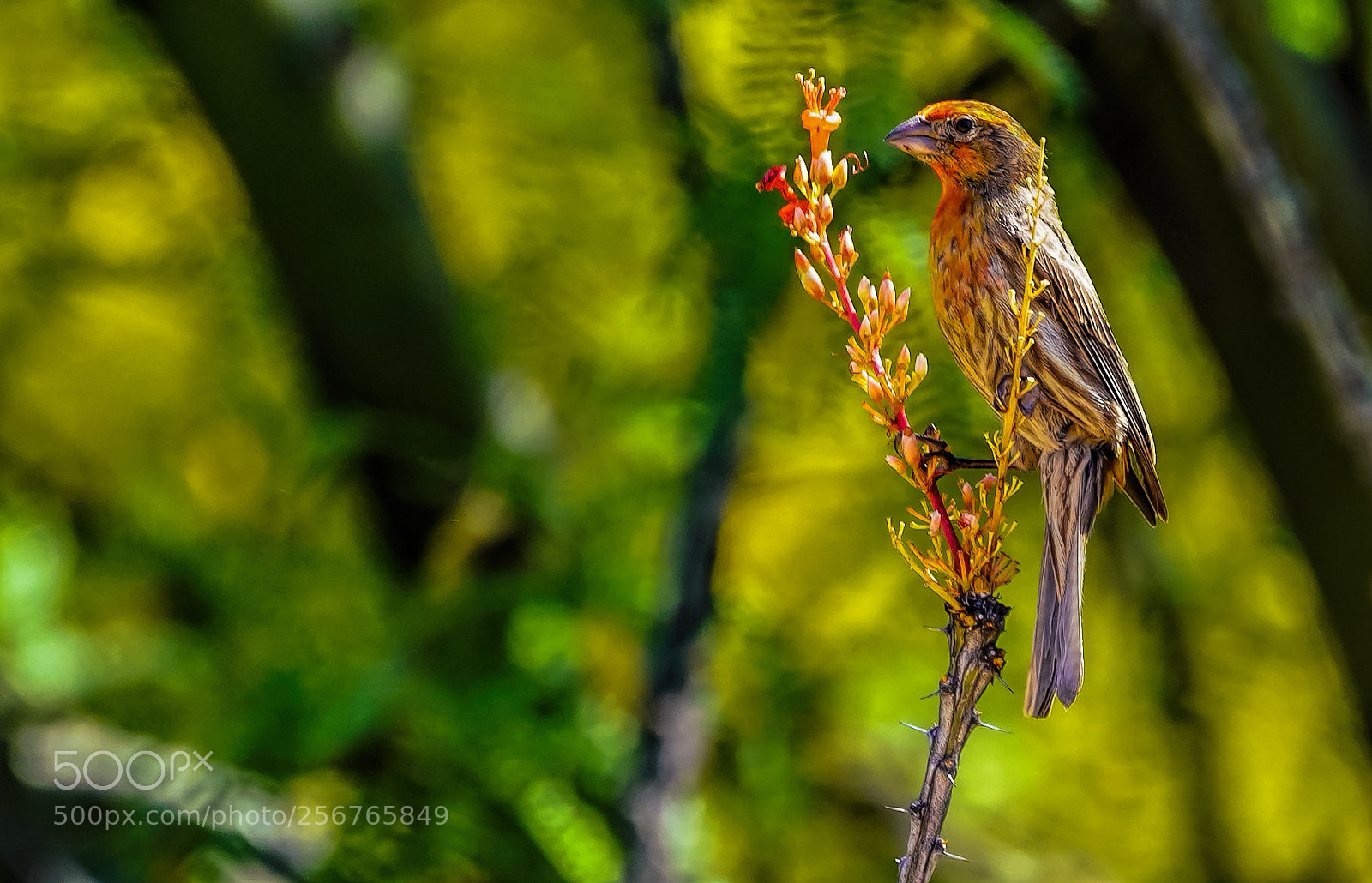Sony a7R III sample photo. Mr. finch photography