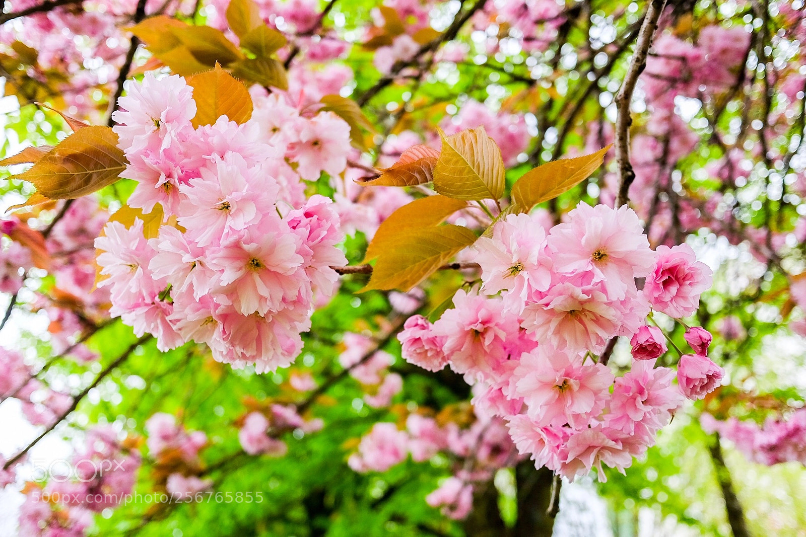 Fujifilm X70 sample photo. Spring blossoms photography