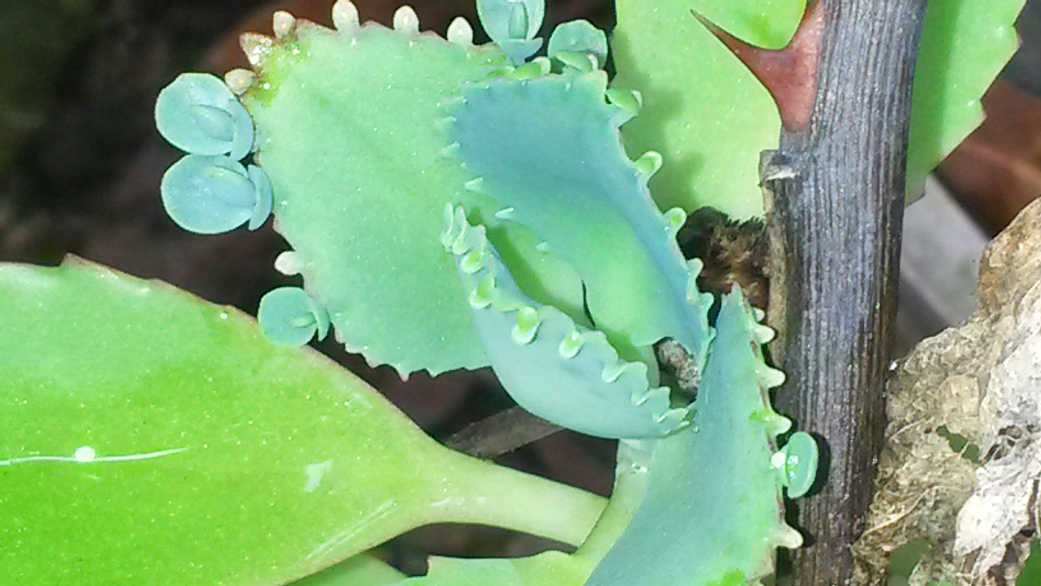 Samsung Galaxy S4 Active sample photo. 10.jpg photography