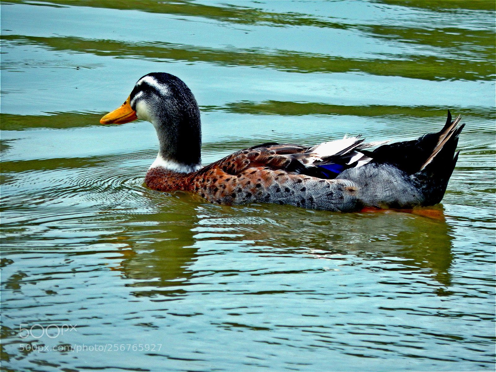 Nikon Coolpix L820 sample photo. Duck photography