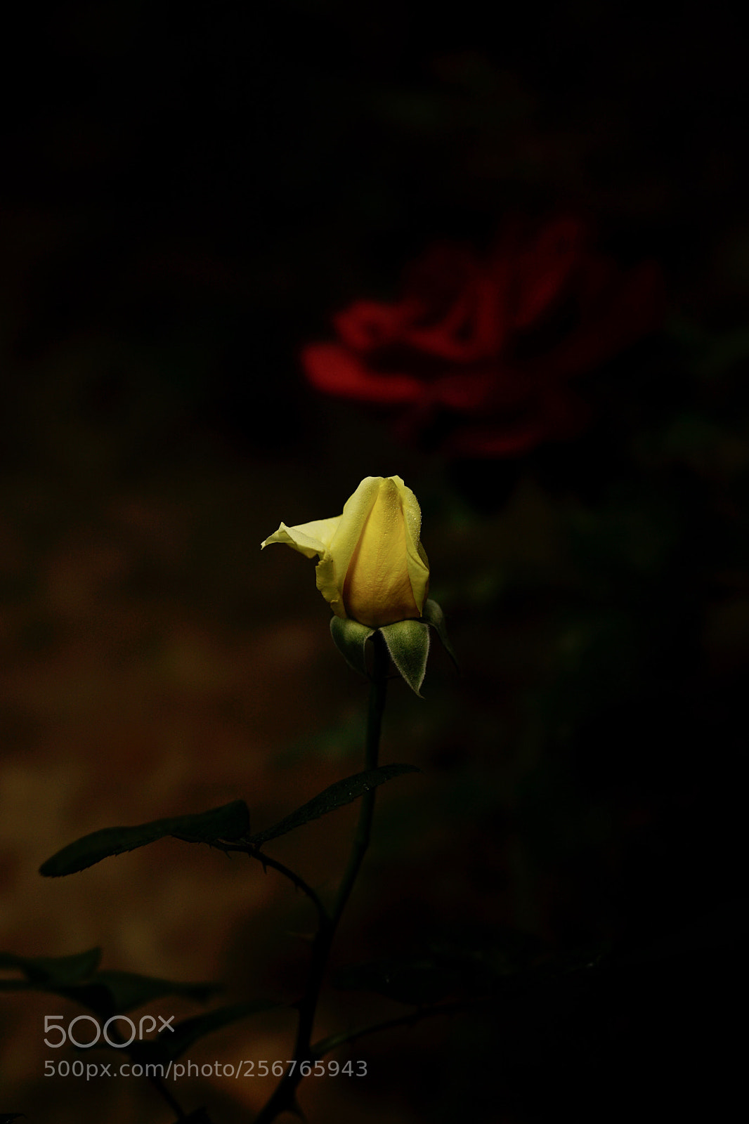 Sony a7 II sample photo. 幽香 photography