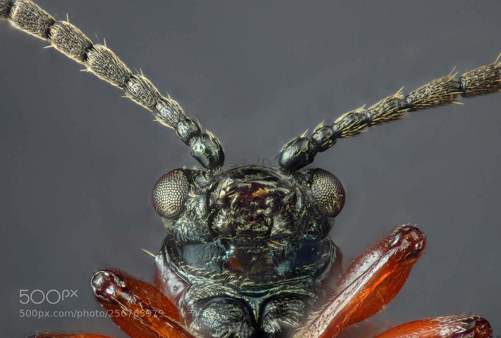 Nikon D810 sample photo. Flying insect photography