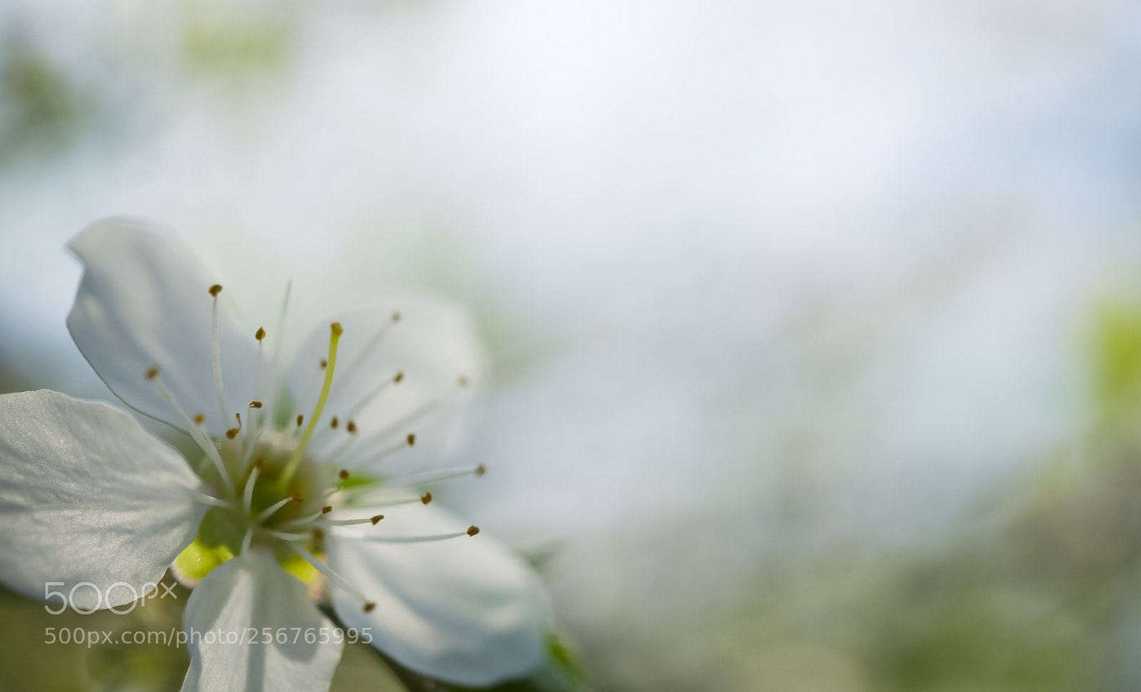 Sony Alpha a5000 (ILCE 5000) sample photo. Ozone photography