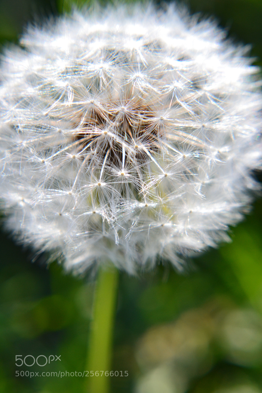 Nikon D3100 sample photo. Untitled photography