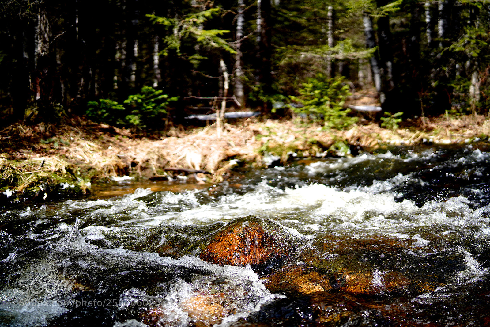 Sony a7R III sample photo. 54.jpg photography