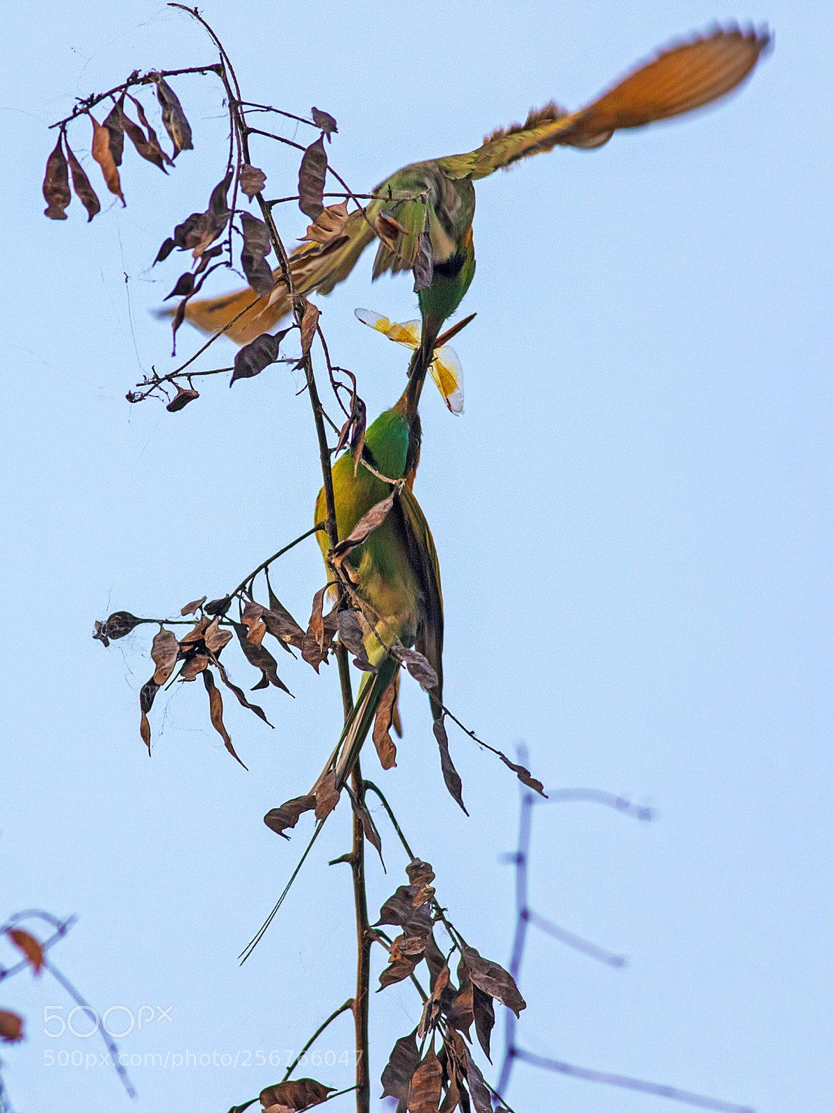 Canon EOS 7D Mark II sample photo. Green bee eater photography