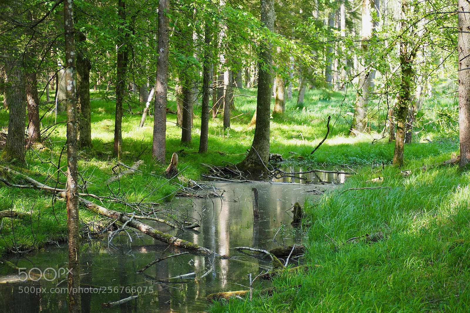 Olympus OM-D E-M5 II sample photo. Forest grove photography