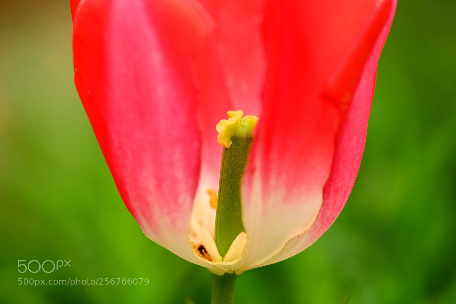 Fujifilm X-T1 sample photo. Peeking - calderwood xt5746 photography