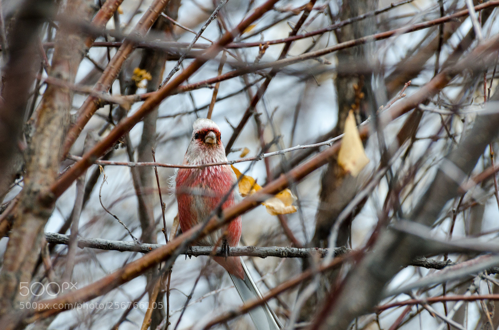 Nikon D7000 sample photo. Long-tailed rosefinch photography