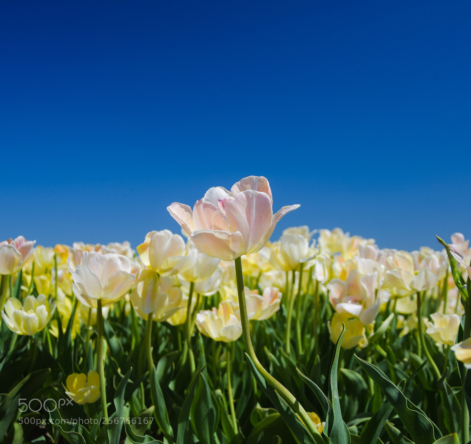 Nikon D5300 sample photo. De laatste tulpen photography
