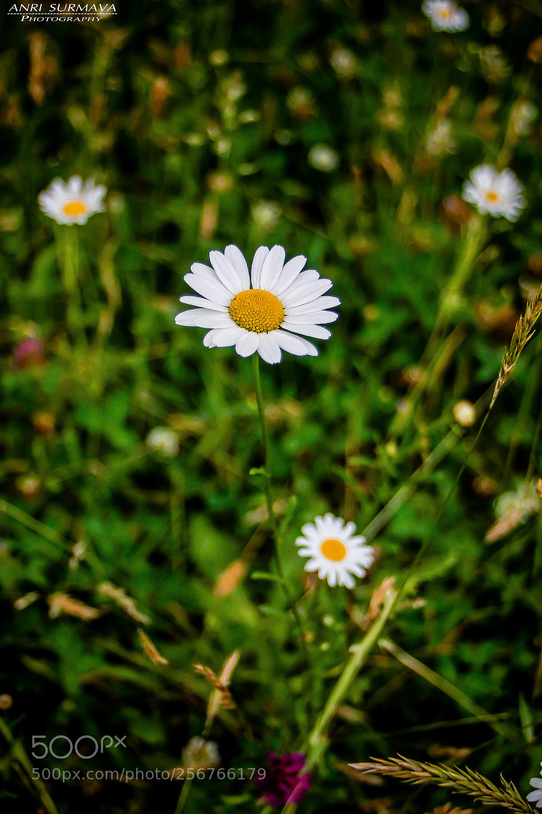 Canon EOS 1100D (EOS Rebel T3 / EOS Kiss X50) sample photo. Untitled photography
