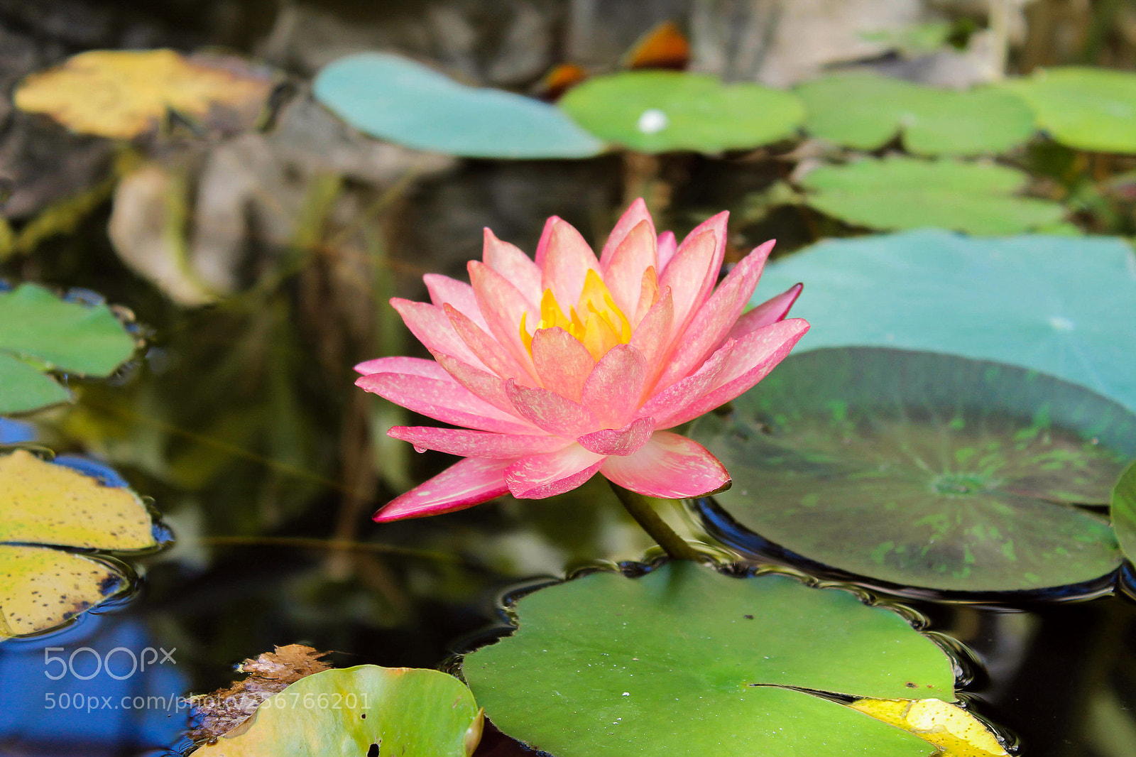 Canon EOS 1100D (EOS Rebel T3 / EOS Kiss X50) sample photo. Лотос photography
