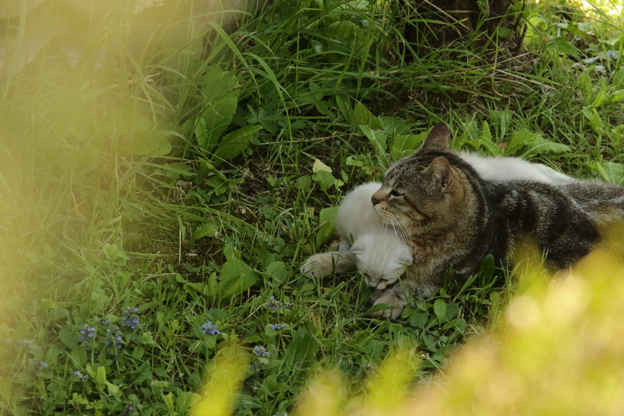Sigma 70-200mm F2.8 EX DG OS HSM sample photo. Pause famille photography