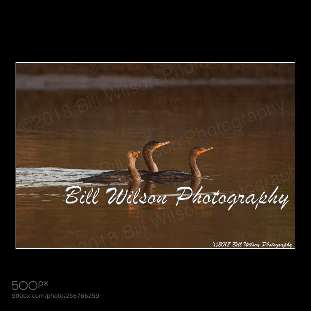 Nikon D500 sample photo. Cormorants photography
