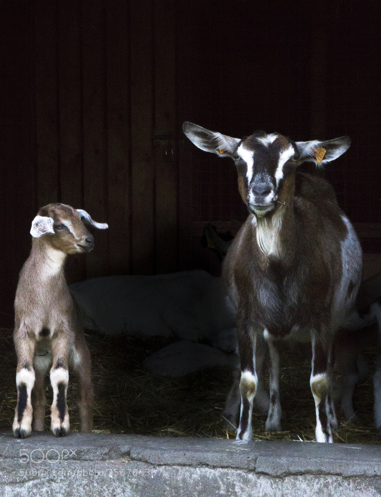 Canon EOS 550D (EOS Rebel T2i / EOS Kiss X4) sample photo. Mother and lamb photography