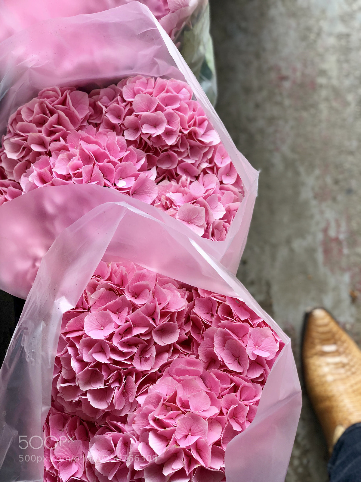 Apple iPhone X sample photo. Pink hydrangea photography