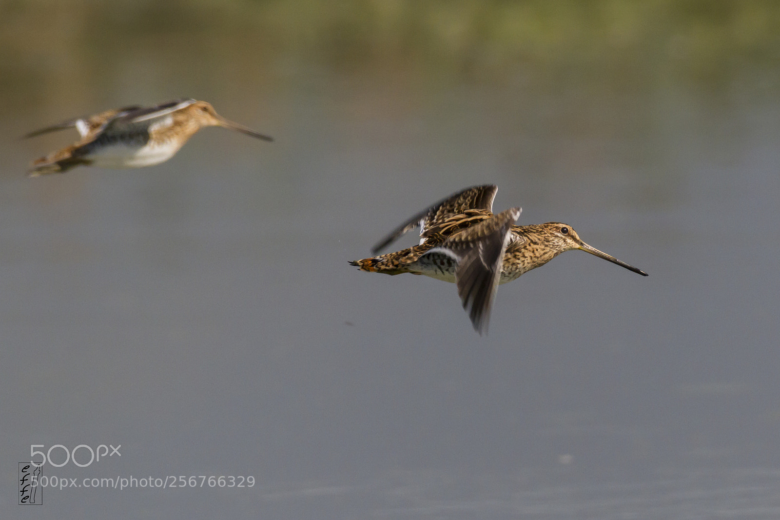 Canon EOS 7D sample photo. Common snipe photography