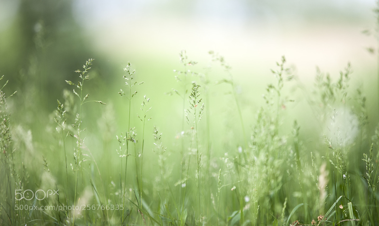 Canon EOS-1Ds Mark III sample photo. Untitled photography