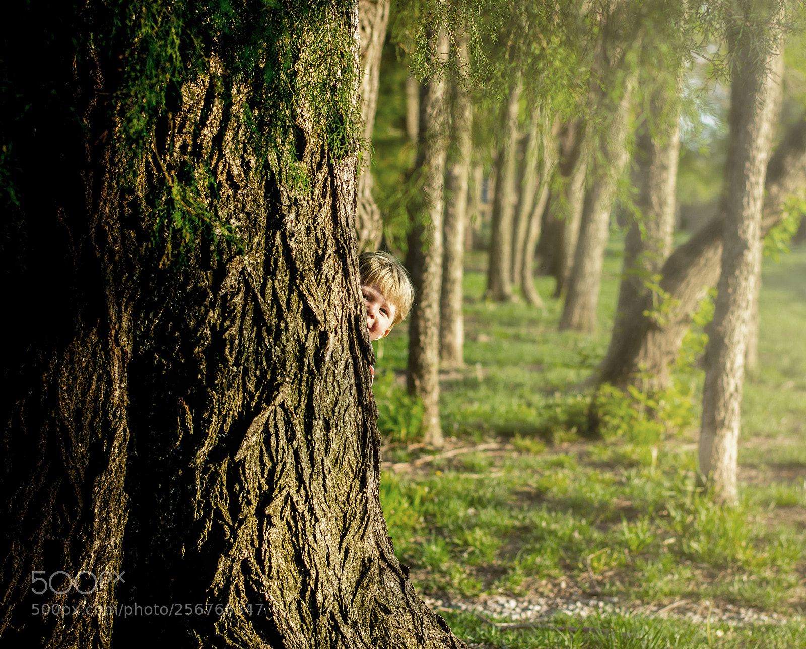 Nikon D3400 sample photo. Hide-and-seek photography
