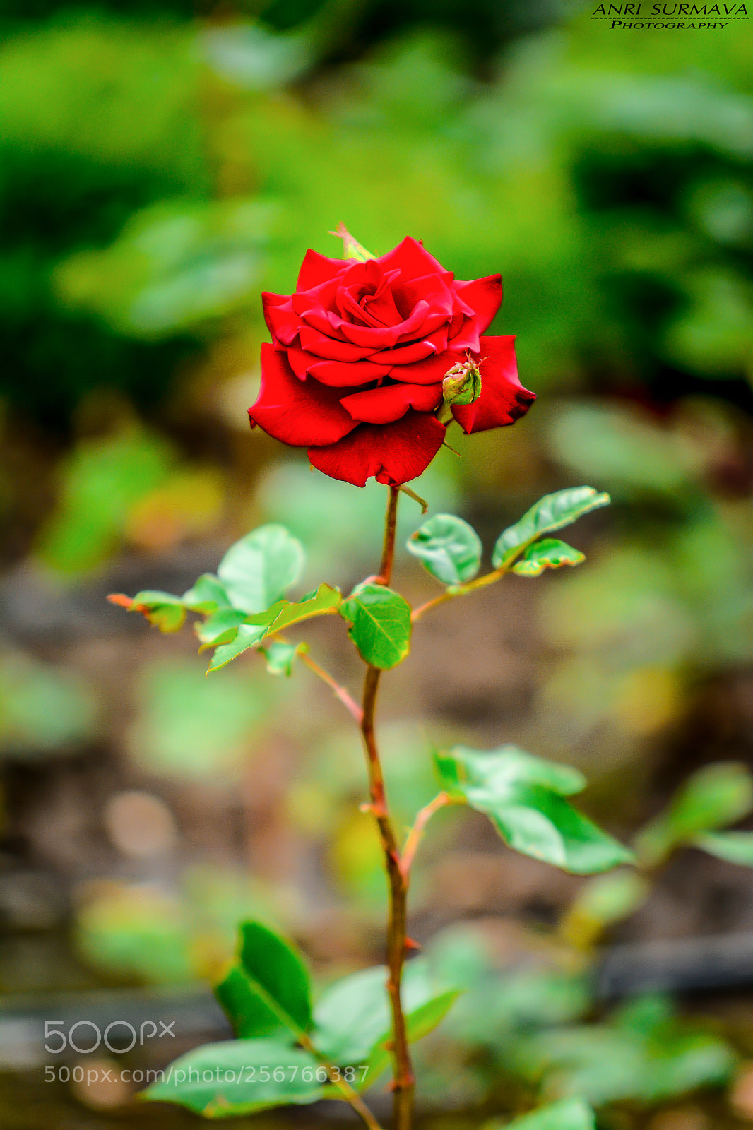 Nikon D7100 sample photo. Untitled photography