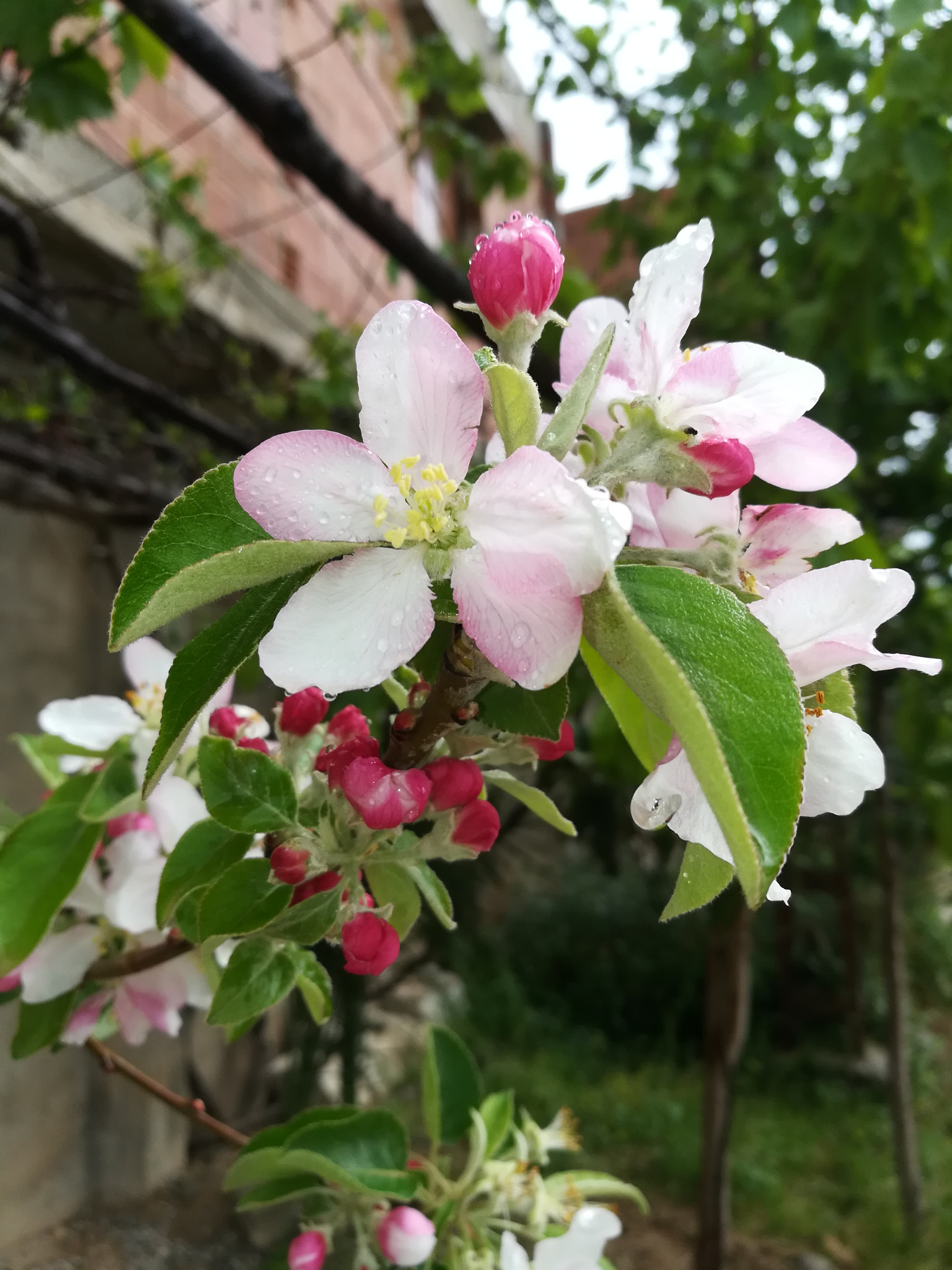 HUAWEI GR5 2017 sample photo