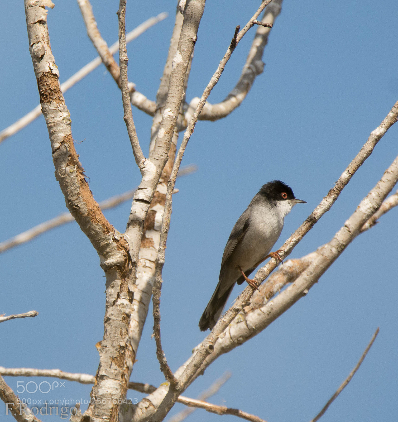 Nikon D7100 sample photo. Sardinian warbler photography