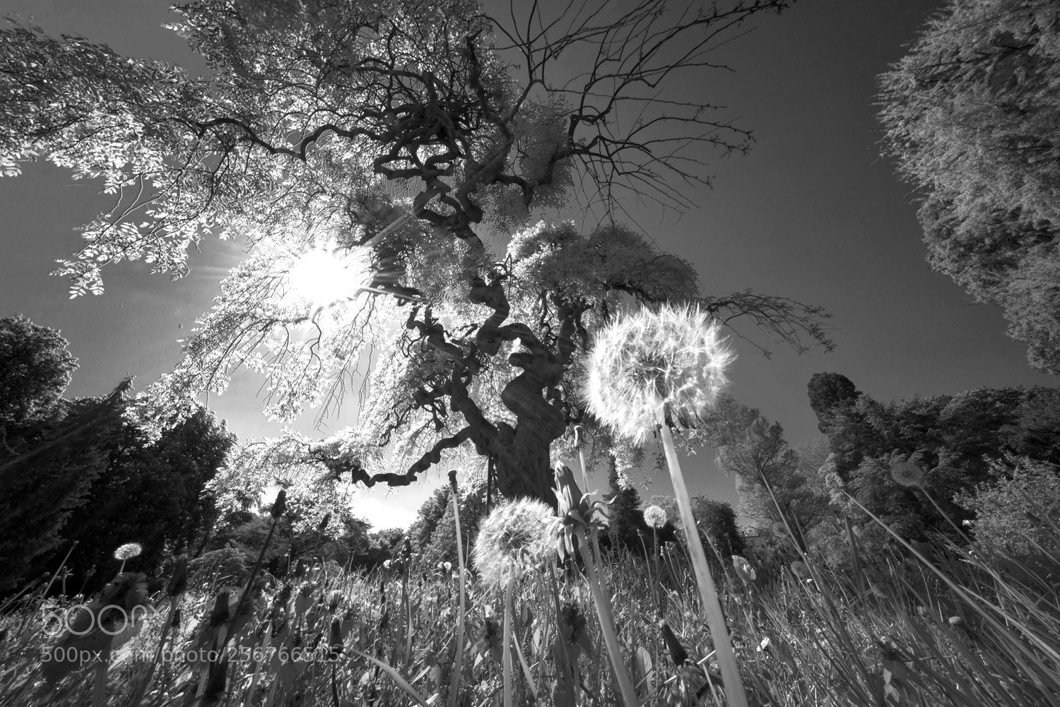Sony a7R sample photo. Dandelions and sunlight photography