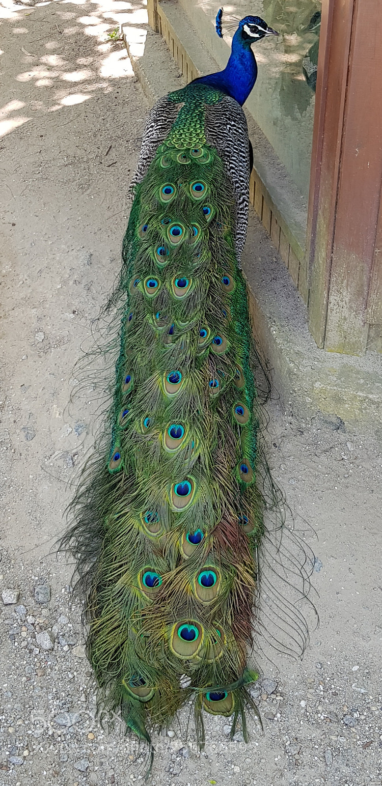Samsung Galaxy S8 sample photo. Peacock photography