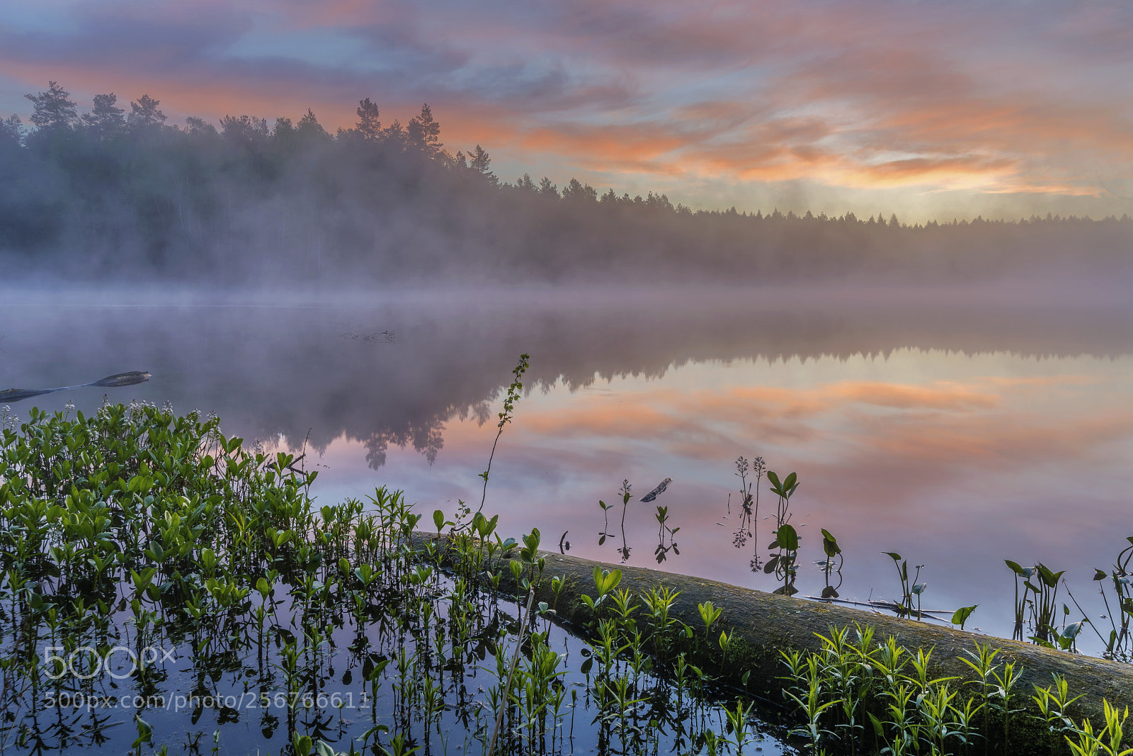 Nikon D5200 sample photo. Misty morning photography