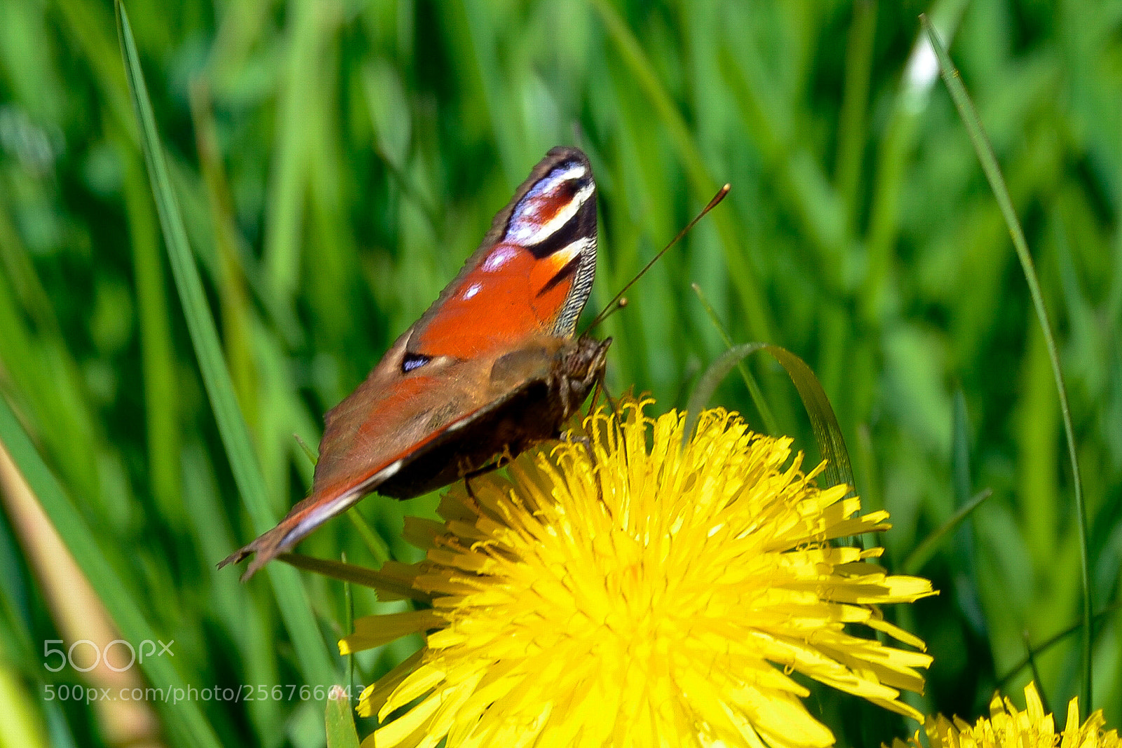 Nikon D5100 sample photo. Pfauenauge. bufferfly. photography