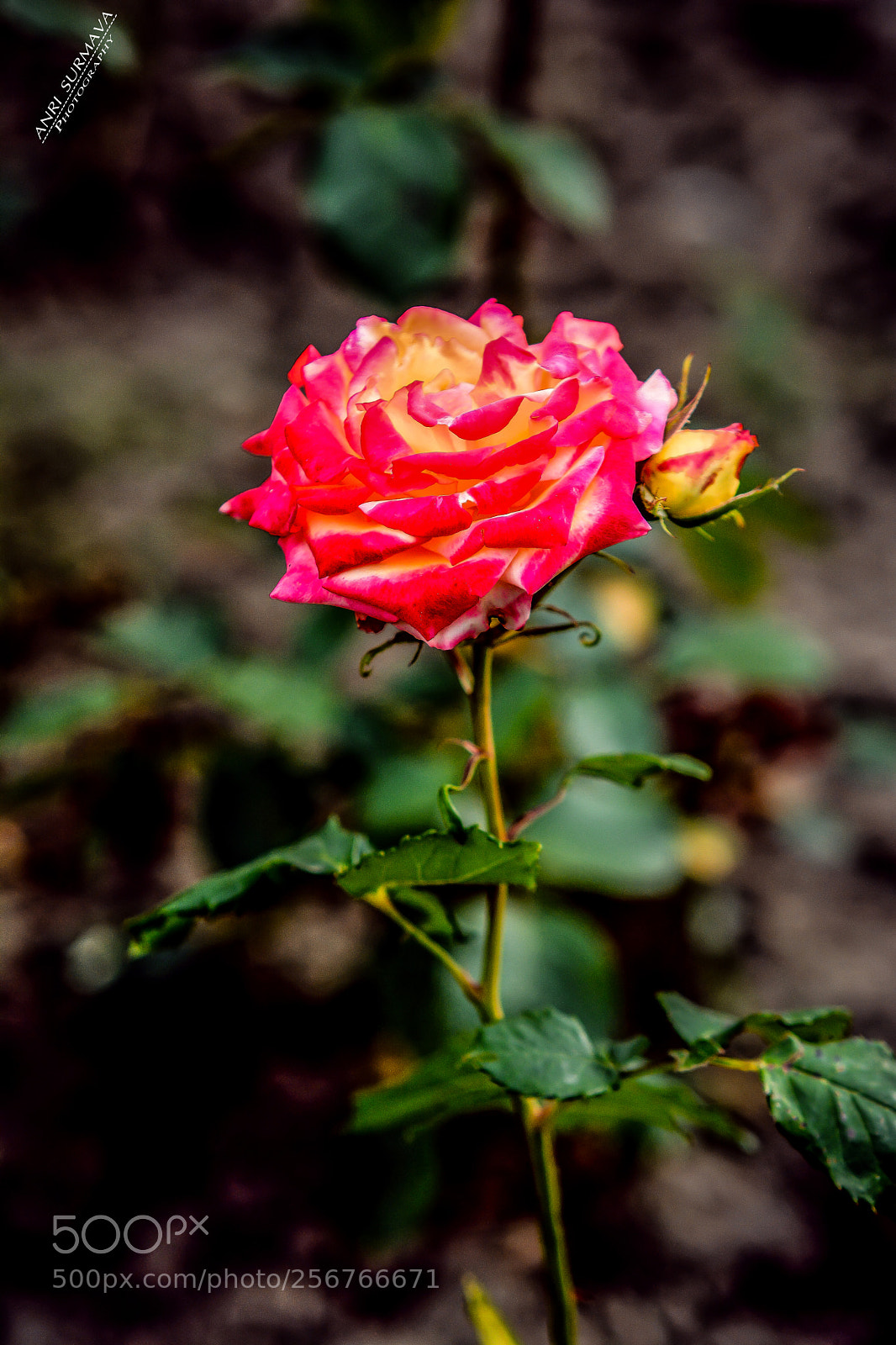 Nikon D7100 sample photo. Untitled photography