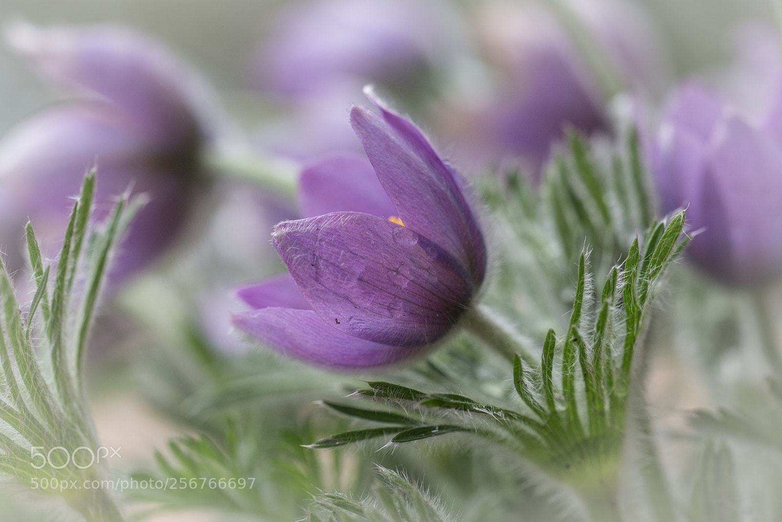 Canon EOS 6D sample photo. Pasque flower photography