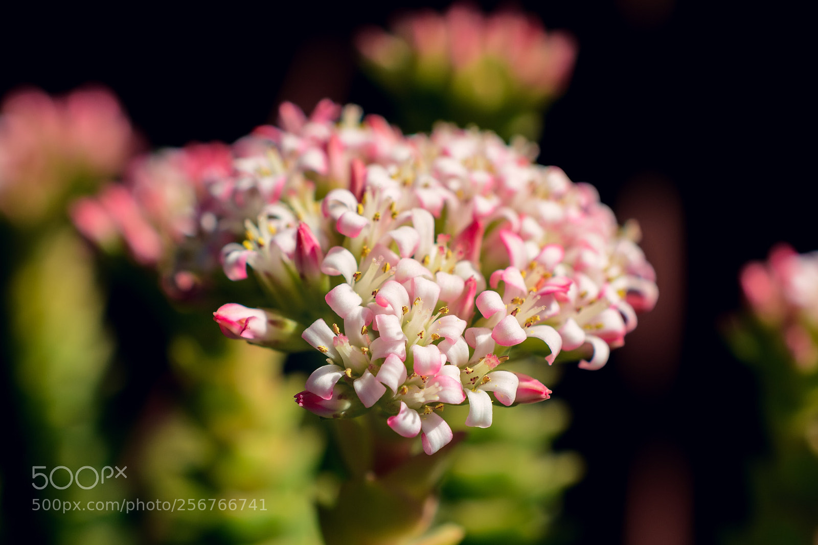 Nikon D5200 sample photo. Beautiful flowers of a photography