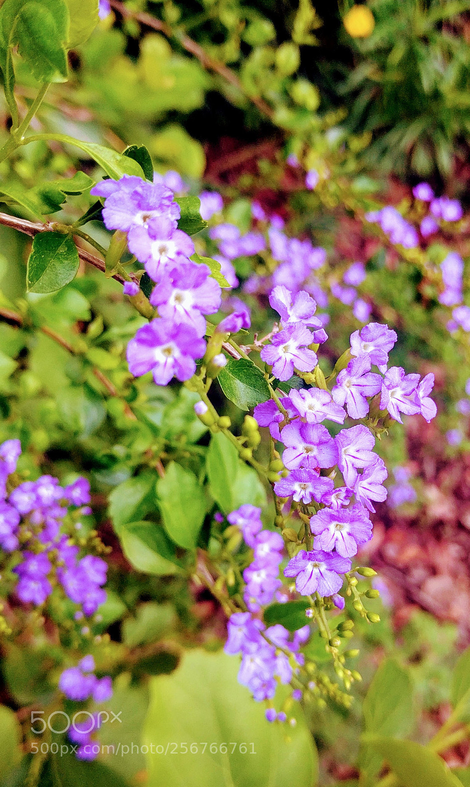 LG Nexus 5X sample photo. Untitled photography