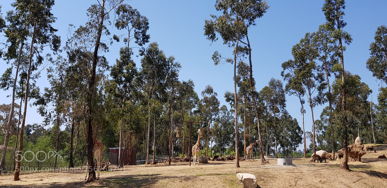 Samsung Galaxy S8 sample photo. Safari photography