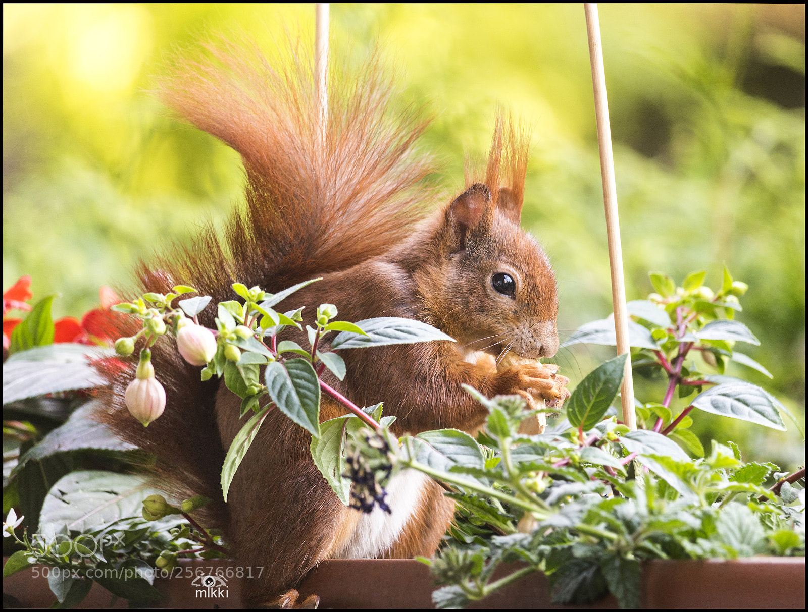 Canon EOS 760D (EOS Rebel T6s / EOS 8000D) sample photo. So comfortable squirrel photography