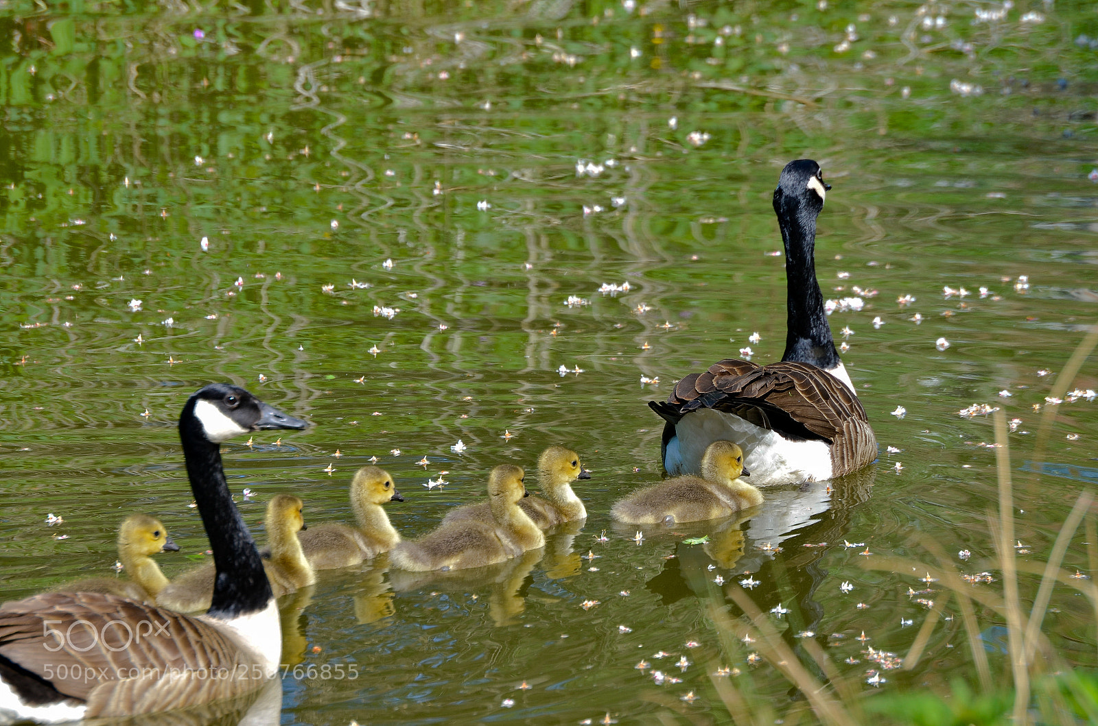 Nikon D5100 sample photo. Canadian wildgeeses. photography