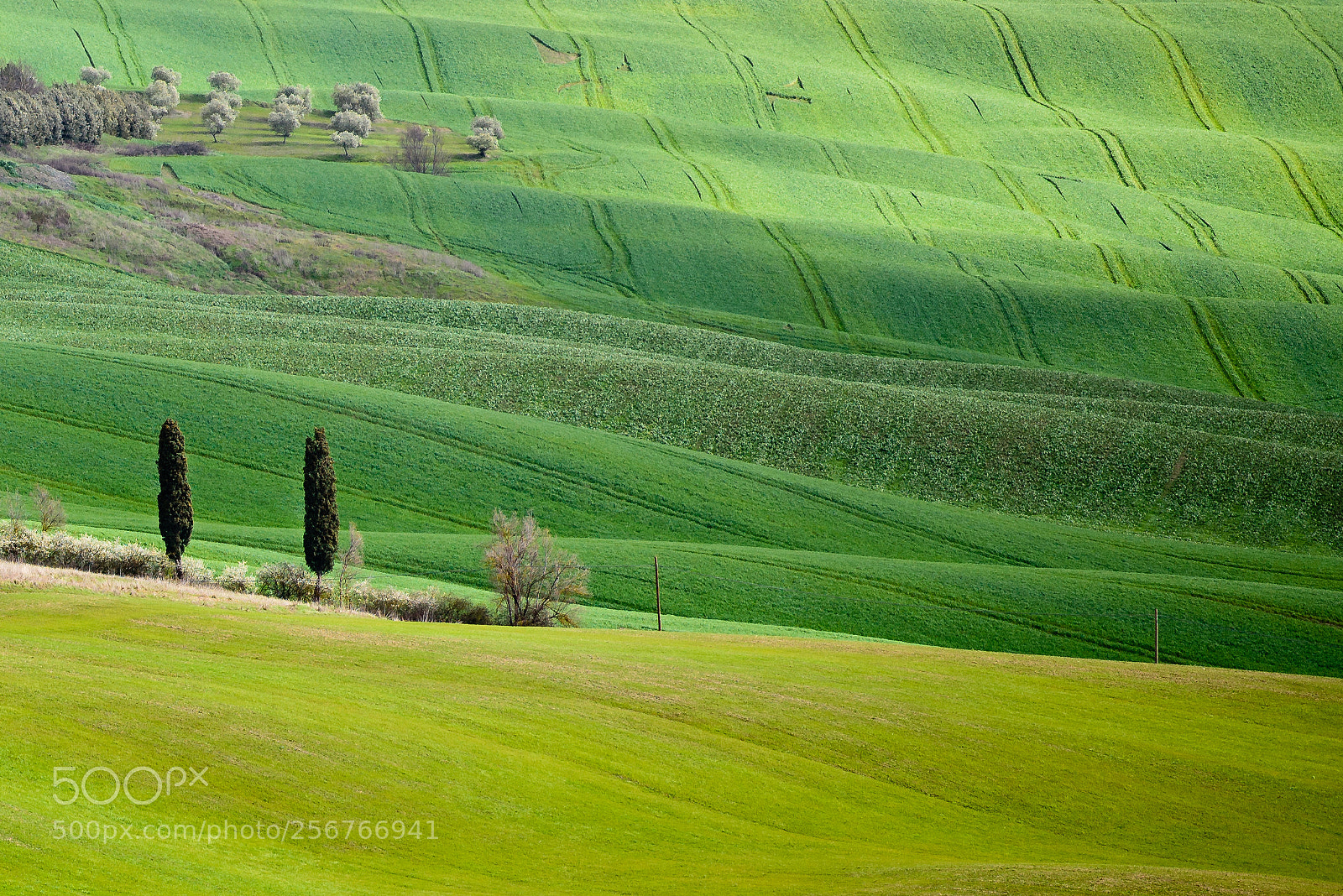Nikon D750 sample photo. Green fields on tuscany photography