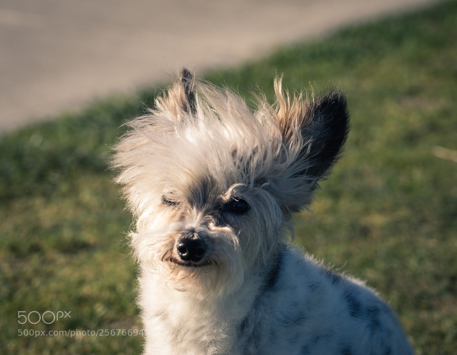 Sony a7 II sample photo. Dog with great hair photography
