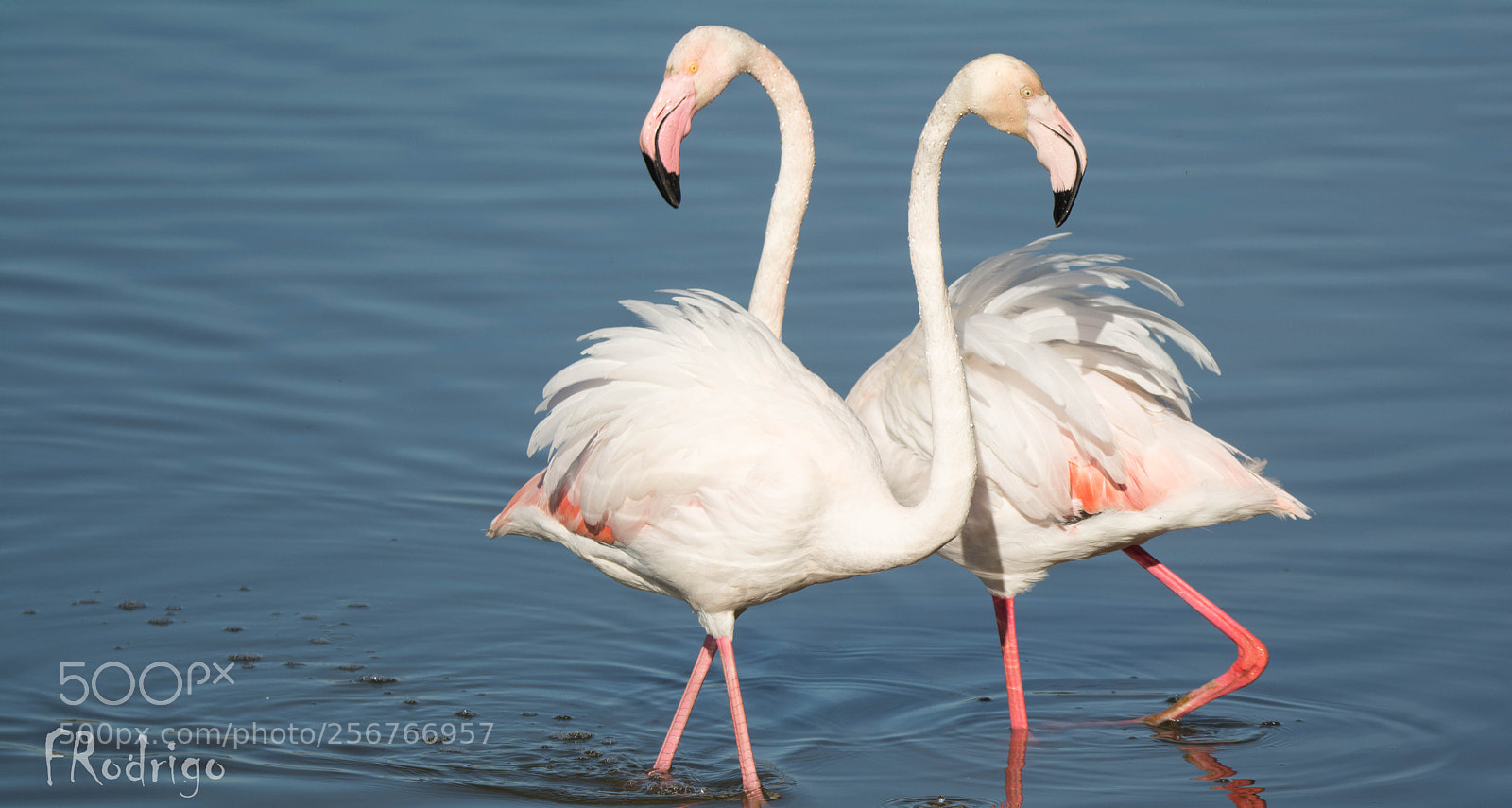 Nikon D7100 sample photo. Greater flamingo photography