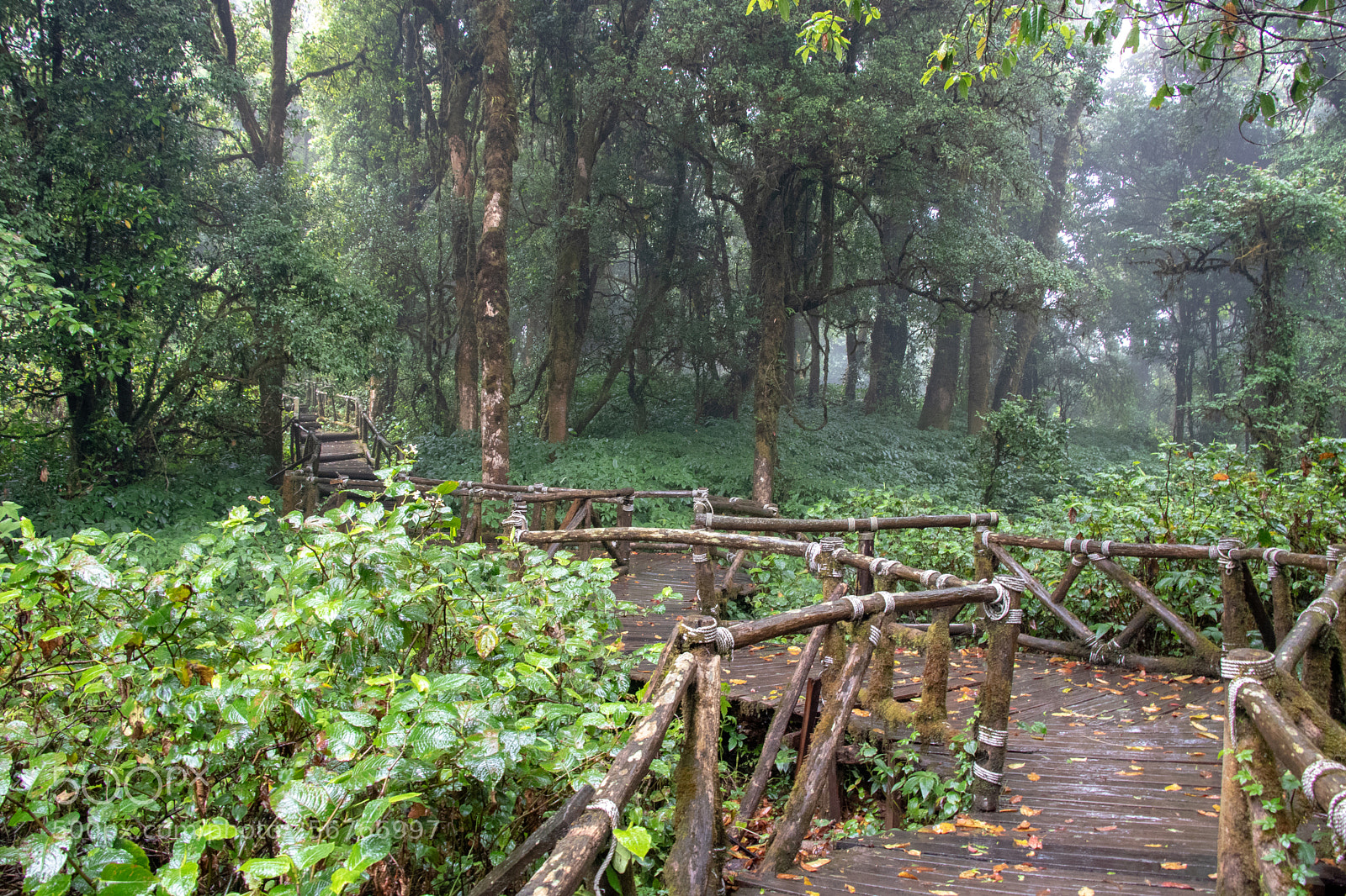 Canon EOS 80D sample photo. Doi inthanon forest photography