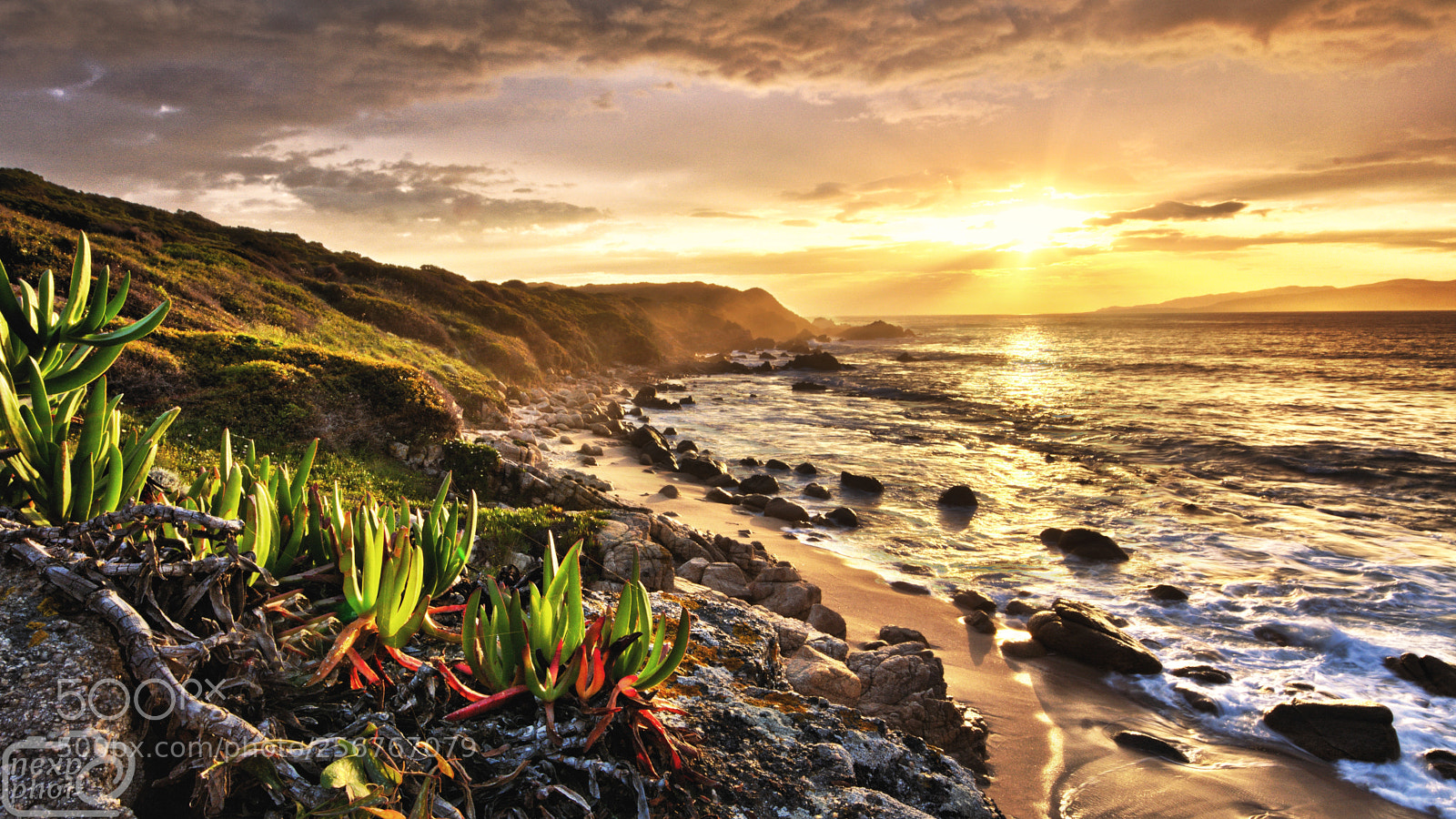 Nikon D7100 sample photo. Capu laurosu at sunset photography